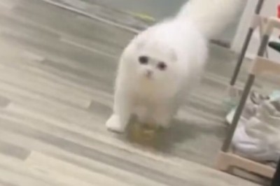 Pawsitively Adorable Alert: Watch This Beautiful Kitten Steal Hearts & Meow-dels Like a Pro!