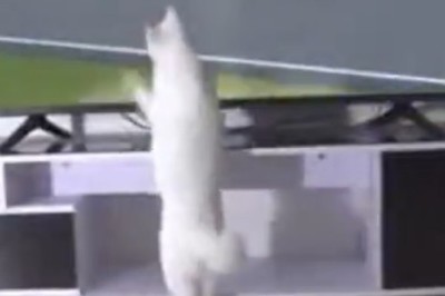 Purr-fectly Hilarious: Cat Can't Get Enough of the TV!