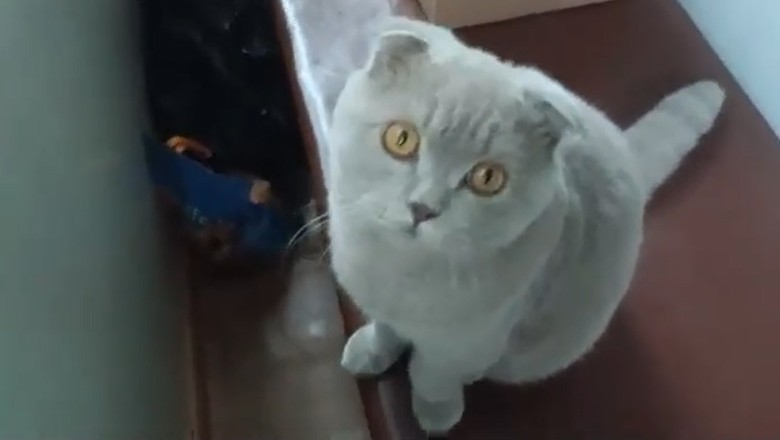 Purrfect relaxation: Cat mesmerized by thunder and rain!