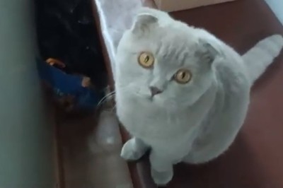 Purrfect relaxation: Cat mesmerized by thunder and rain!