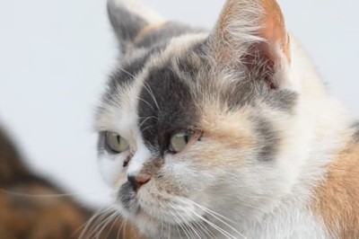 Roaring Up a Storm: Big Cats Show Off Their Playful Side! You Won't Believe Their Age!