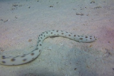 Sssurprising Serenity: Snake Takes a Swim and Leaves Everyone in Sssplits!