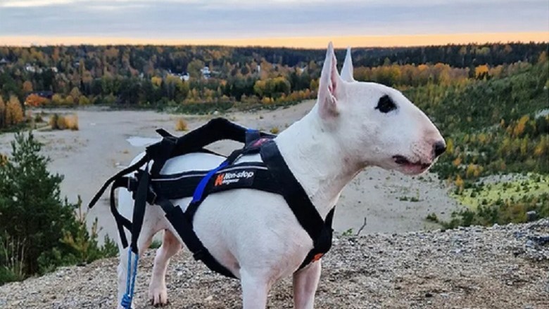 The Heartwarming Tale of Edith and Her Shadow: When Playtime Turns Into Pure Joy!