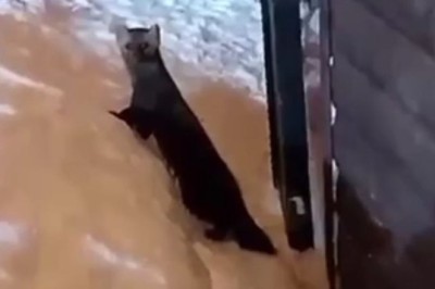 The Mysterious Fluffy Animal That Stole Hearts on the Ski Slope