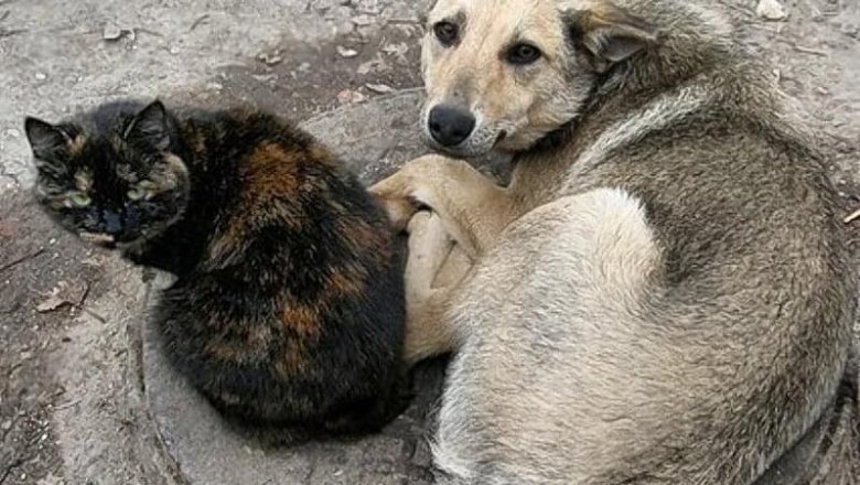 The Unforgettable Choice: A Tale of Hope, Redemption, and Sacrifice