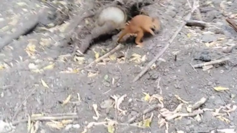 UnBEARably cute wild squirrel steals the show!