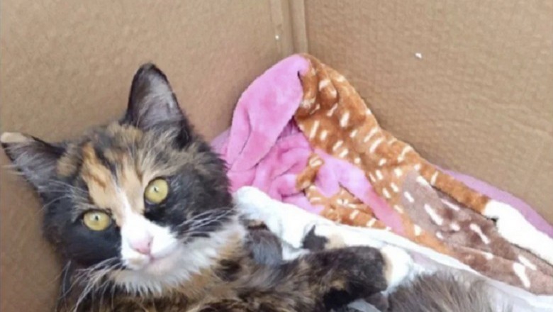 Unlikely Hero: Sterilized Cat Adopts Abandoned Kittens, Melting Hearts Worldwide