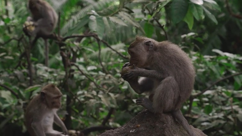 Wild Monkey Goes Bananas: Hilarity Ensues in the Jungle!