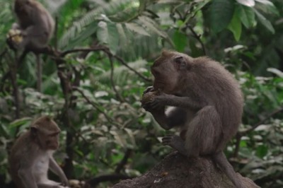 Wild Monkey Goes Bananas: Hilarity Ensues in the Jungle!