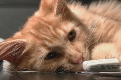 A Heartwarming Tale of Compassion: How Feeding a Stray Cat Led to a Surprise Furry Family