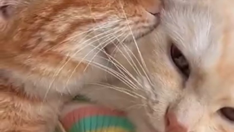 Cat Fight Club: Hilarious Showdown as Two Cats Battle It Out with Bite-Sized Comedy!