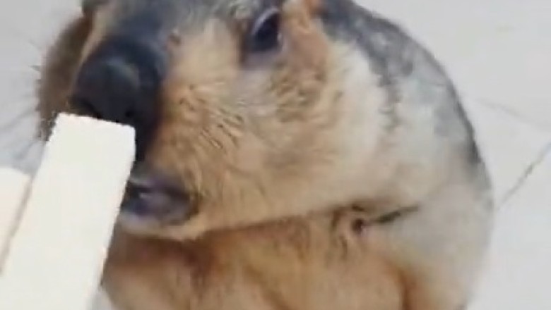 Cookie Cravings and Comical Capers: Marmot's Adorable Quest for Sweet Treats!