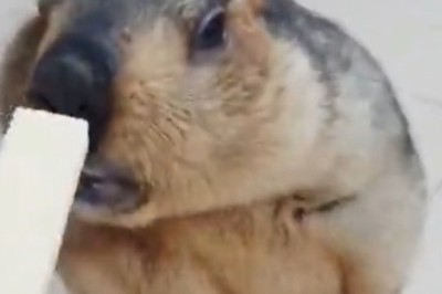 Cookie Cravings and Comical Capers: Marmot's Adorable Quest for Sweet Treats!