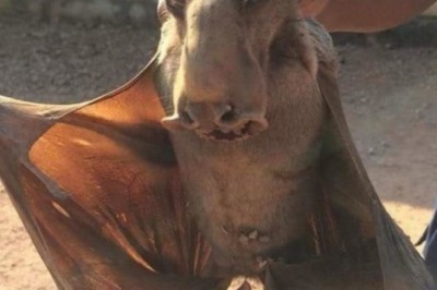 Hammerhead Fruit Bat: The Megaphone-Faced Vocalists of the African Night