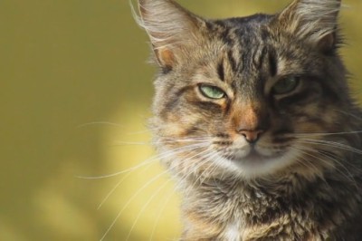 Heartwarming Cat Video: A Feline's Touching Display of Affection