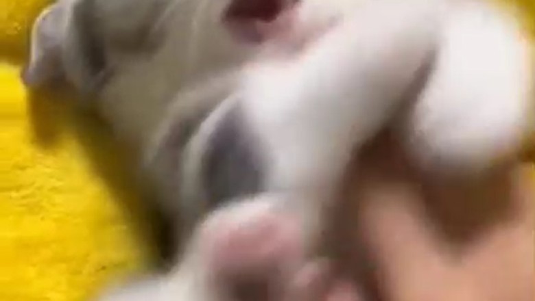 Hilarious Cats Gone Wild: A Compilation of the Funniest Cat Shenanigans!