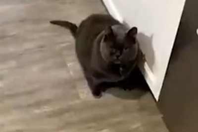 Hilarious Pet Antics that Will Make You LOL: The Ultimate Funny Pets Compilation!