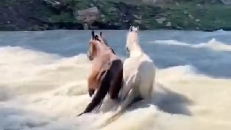 Horsing Around Gone Wrong: Hilarious Video of Two Horses Taking a Tumble Into a Valley Goes Viral!