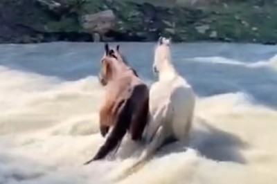 Horsing Around Gone Wrong: Hilarious Video of Two Horses Taking a Tumble Into a Valley Goes Viral!