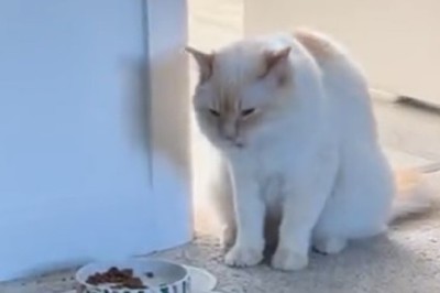 Nom Nom Feline Feast: Hilarious Cat Eats Its Way into Our Hearts!
