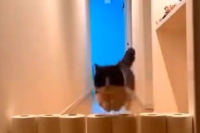 Pawsitively Hilarious: The Ultimate Compilation of Wacky and Wonderful Funny Pets!