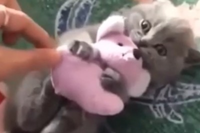 Purr-fectly Persnickety: Hilarious Video of a Cat Who Refuses to Play!