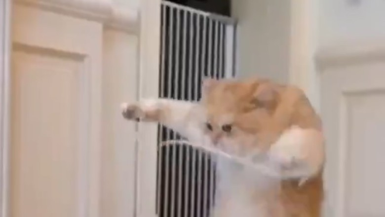 Purrfect Gymnast: Hilarious Video of Cat Mastering Rope Exercise Goes Viral!