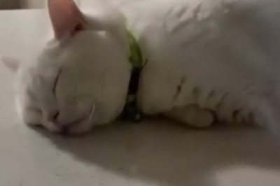 Watch This Cat Master the Art of Blissful Slumber: The Ultimate Naptime Compilation!
