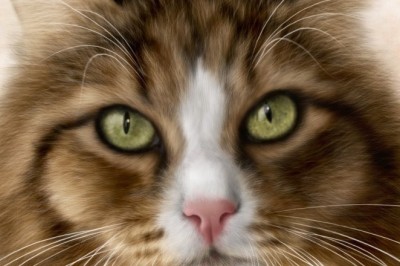 A Joyful Rescue in the Forest