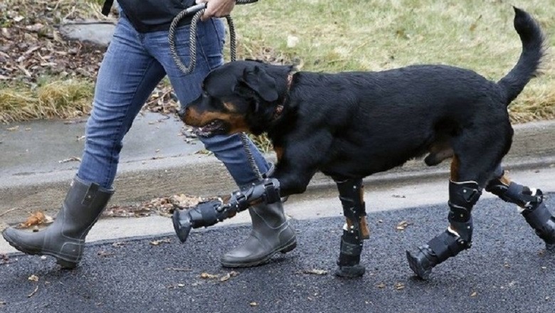 Heartbreaking Story: Brutus, the Rottweiler, Faces Cruelty and Disability