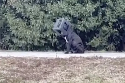 Heartwarming Rescue: Dog Freed From Year-Long Captivity with Trash Can on Head