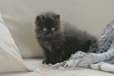 Unraveling the Mystery of Cats' Olfactory Obsession