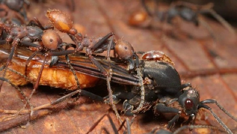Unveiling the Army Ants: The Most Treacherous Ants on Earth!