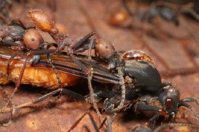 Unveiling the Army Ants: The Most Treacherous Ants on Earth!