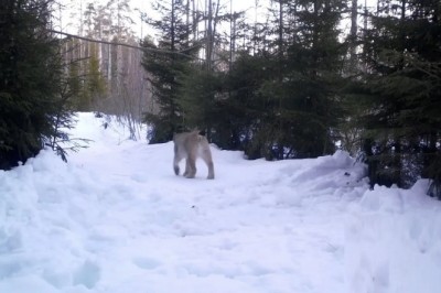 Captivating Wildlife Moments from Nizhne-Svirsky Nature Reserve