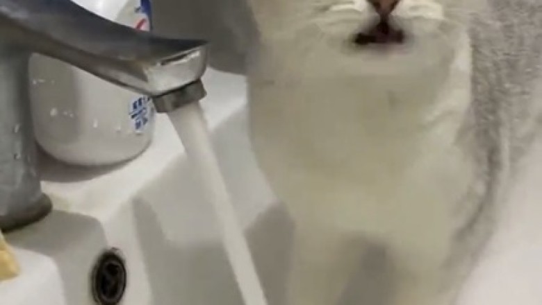 Cat Spa Day Goes Wrong: Hilarious Kitchen Bathtime Fiasco!