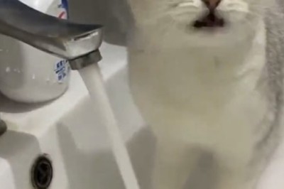 Cat Spa Day Goes Wrong: Hilarious Kitchen Bathtime Fiasco!