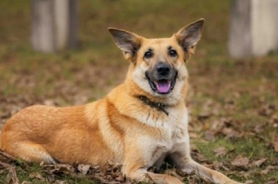 Heart-Wrenching Rescue Story: Abandoned Dog's Journey to Hope and Healing