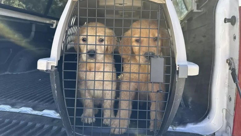 Heartwarming Rescue: 27 Golden Retrievers Saved from Horrific Conditions!