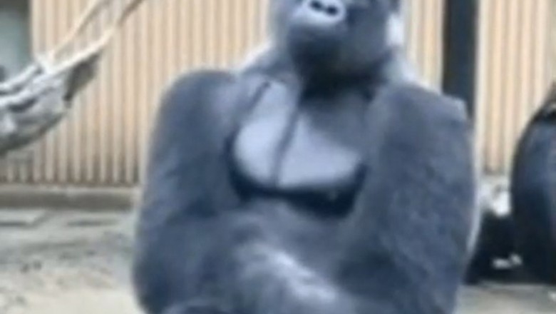 Hilarious Harambe: The Funniest Gorilla You'll Ever Meet!