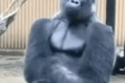Hilarious Harambe: The Funniest Gorilla You'll Ever Meet!