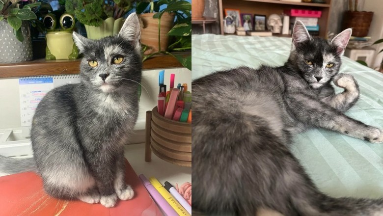The Incredible Transformation of Amalka: A Kitten's Journey from Gray to Black!