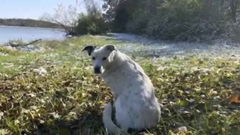 The Remarkable Reunion: Patches' Journey of Loss and Rediscovery!