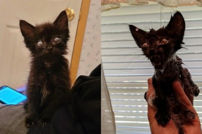 The Tragic Tale of Nuggy: A Soul Lost in the Shadows