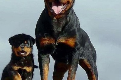 Unveiling the True Heart of Rottweilers: Overcoming Prejudice with Love and Understanding