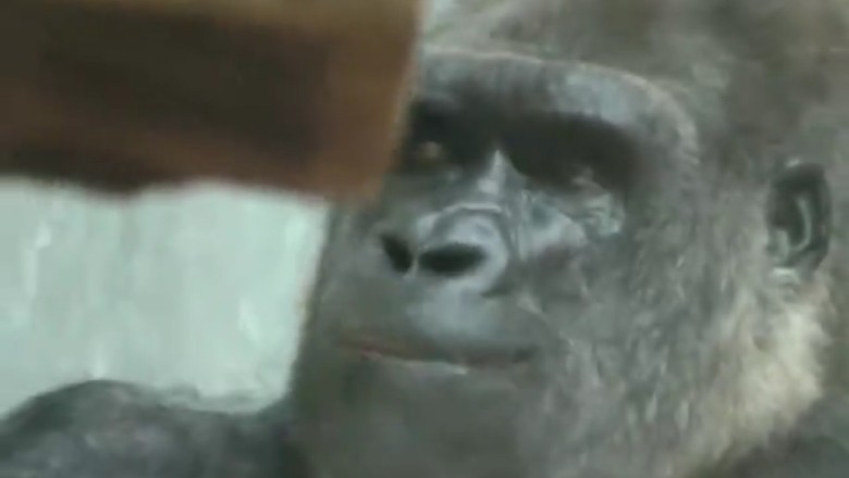 Brains & Brawn: Hilarious Shenanigans of a Thinking Gorilla!