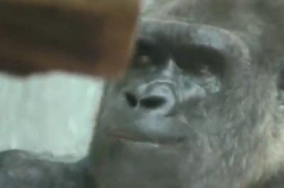 Brains & Brawn: Hilarious Shenanigans of a Thinking Gorilla!