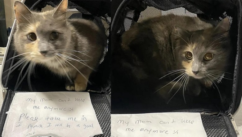 Priscilla the Cat: A Tale of Resilience and New Beginnings