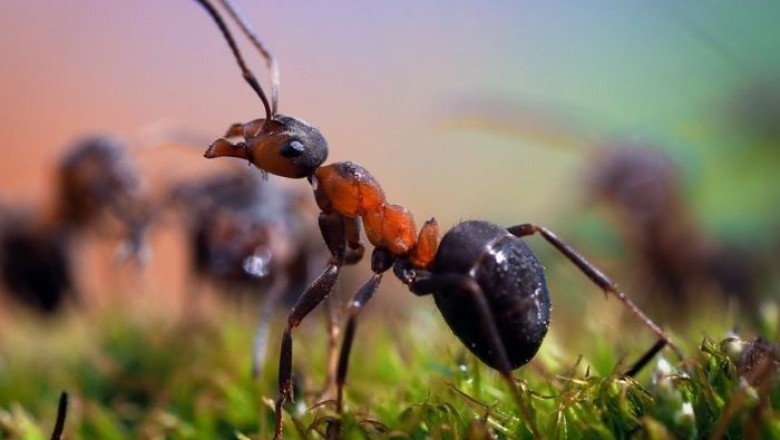 The Mind-Blowing Ant Navigation Secrets Revealed!