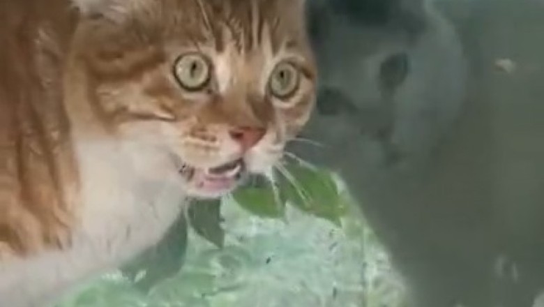 Cat Fight Chaos: Hiss-tory in the Making!